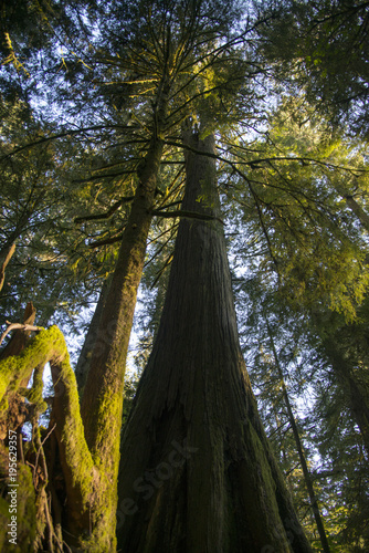 A Douglas fir tree at Old forest Cathedral Grove in MacMillan Park