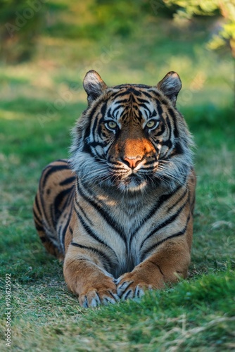 Fototapeta Naklejka Na Ścianę i Meble -  Portrait of a sitting tiger