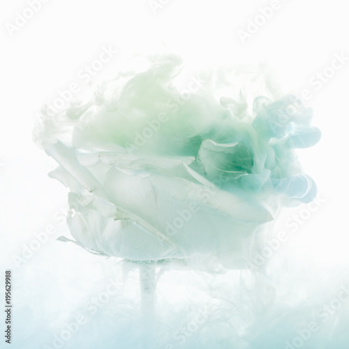 bright rose flower with blu...