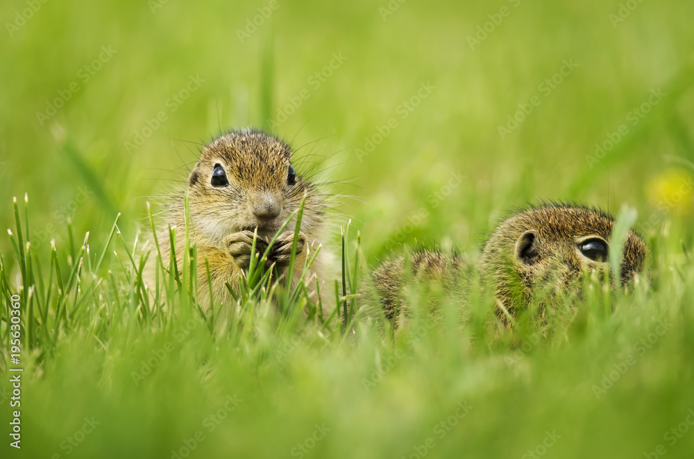 European Ground Squirrel, Spermophilus citellus, rodent in natural habitat, wild conditions, Slovakia European Ground Squirrel, Spermophilus citellus, rodent in natural habitat, wild conditions, Slovakia