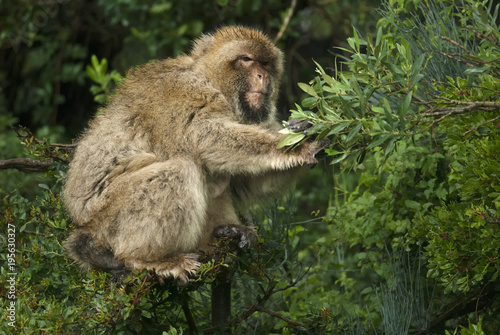 Barbary Macaque, Macaca sylvanus, Upper Rock Nature Reserve, Gibraltar, apes on the rock
