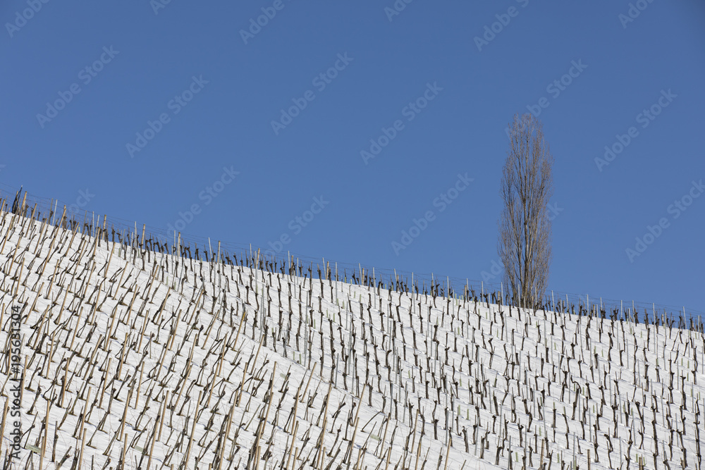 vineyard along the south Styrian vine route in Austria in winter, Europe
