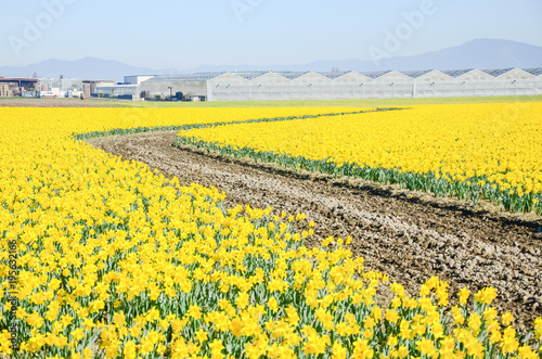 Fototapeta Naklejka Na Ścianę i Meble -  Top view s-curved winding path in daffodil farm at Skagit Valley, WA, USA. Springfield of bright yellow narcissus flower blossom. Row of green houses and mountain in background. Nature and agriculture