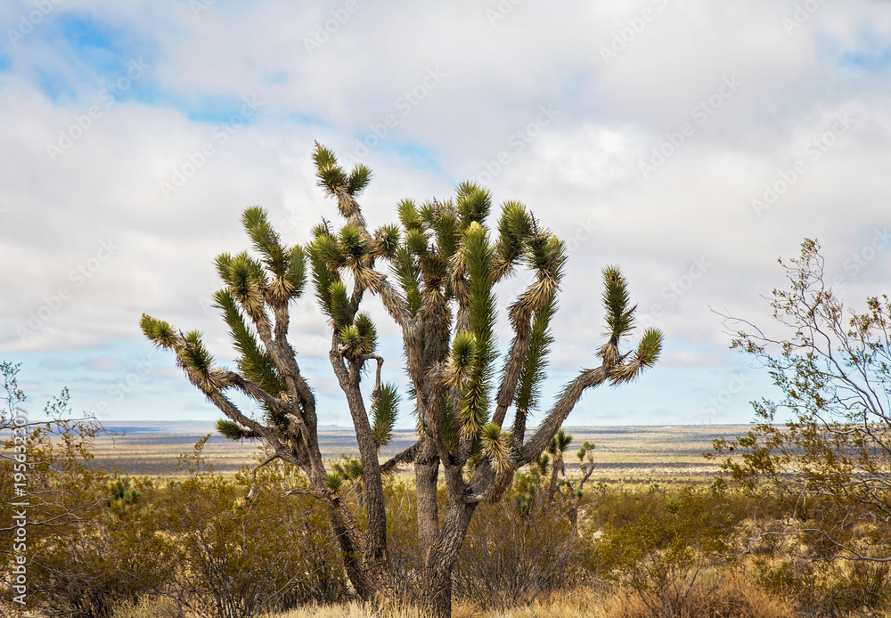 A joshua tree in a spring time desert landscape in Nevada