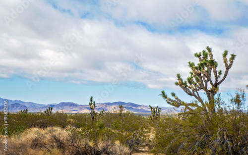 Joshua trees among green foliage with mmountains in the background in a Nevada spring time desert landscape photo