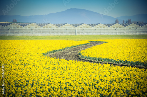 Fototapeta Naklejka Na Ścianę i Meble -  Top view s-curved winding path in daffodil farm at Skagit Valley, WA, USA. Springfield of bright yellow narcissus flower blossom. Row of green houses and mountain in background. Nature and agriculture
