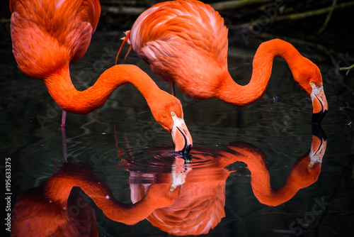 Red Flamingos from South America