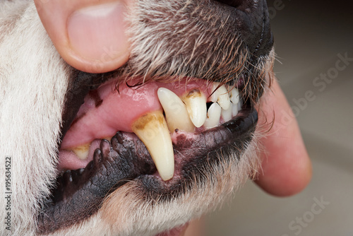 Cavity on dog teeth
