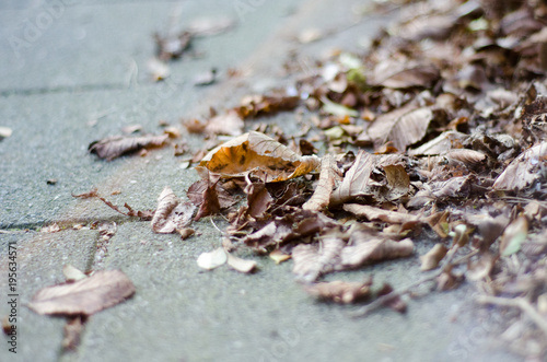 Autumn leaves lying on the street