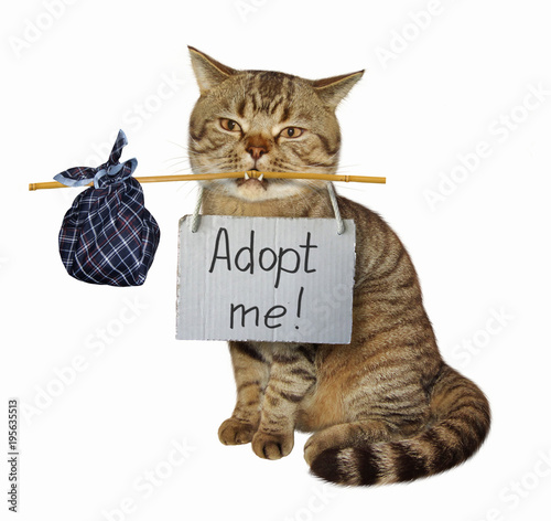 The cat with a sign around his neck. It says " Adopt me! " White background.