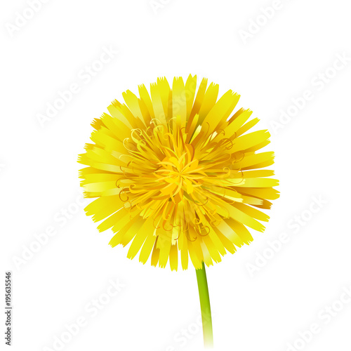 Vector Yellow Dandelion isolated on white background. EPS
