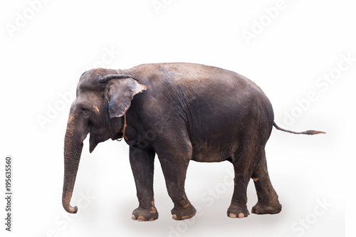 Elephant  Animal  Asian Elephant  Mammal  Cut Out