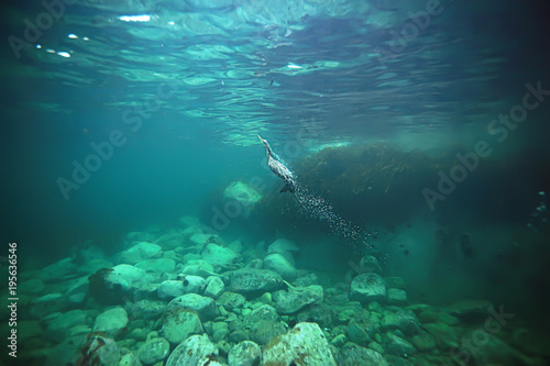 cormorant hunts underwater photo © kichigin19