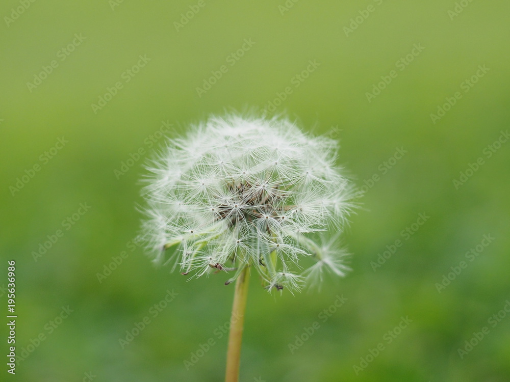 Fototapeta premium 草原に咲くタンポポの綿毛