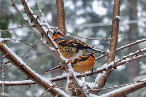 young robins sitting in branches 5 photo