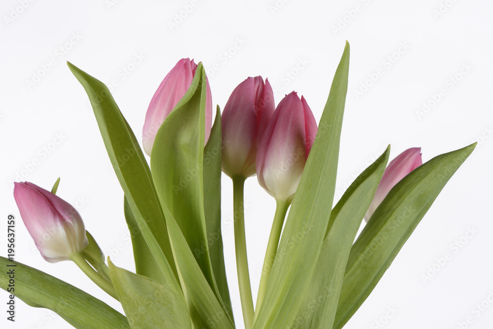 Tulipanes de color rosa sobre fondo blanco Tulipanes de color rosa sobre fondo blanco