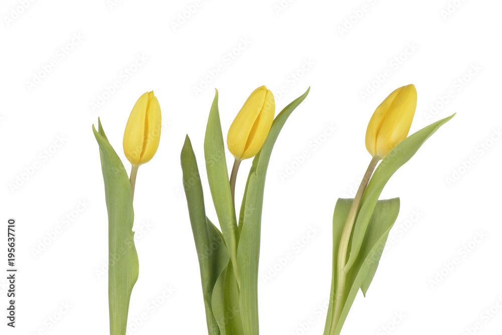 Fototapeta premium Tulipanes de color amarillo sobre fondo blanco