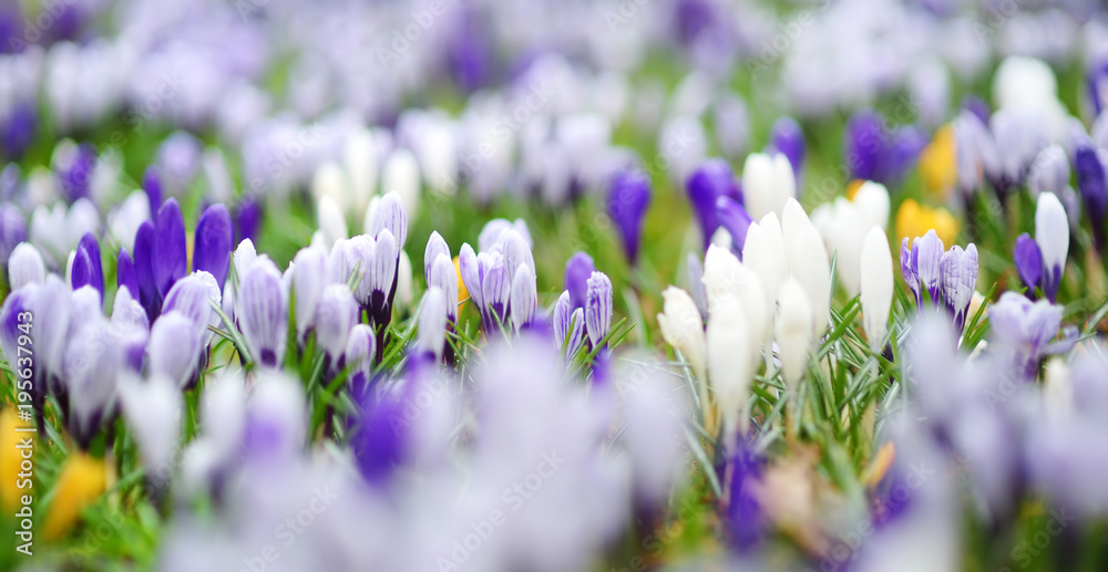 Blooming crocus flowers in the park. Spring landscape. Blooming crocus flowers in the park. Spring landscape.