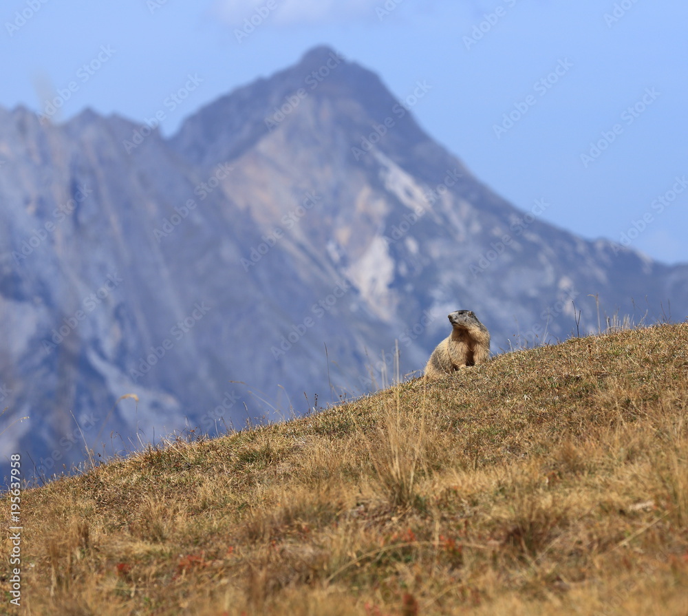 Naklejka premium Marmotte