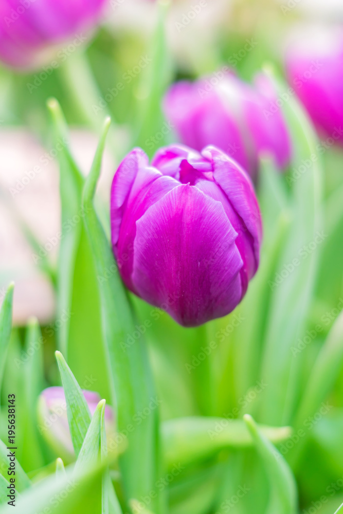closeup of violet blooming tulip on green leaves background closeup of violet blooming tulip on green leaves background