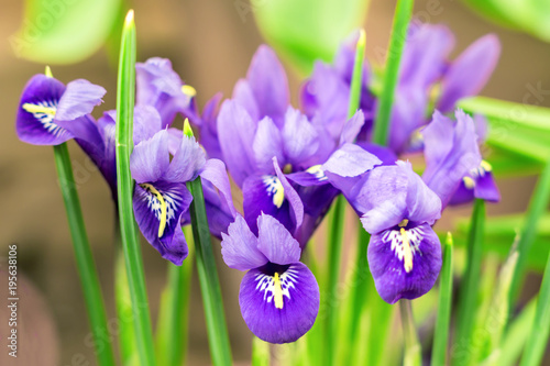 closeup of blooming violet spring flowers