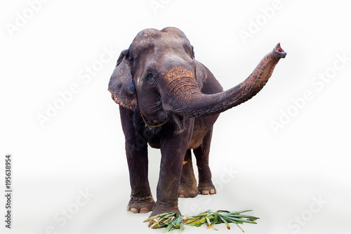 Elephant, Animal, Asian Elephant, Mammal, Cut Out
