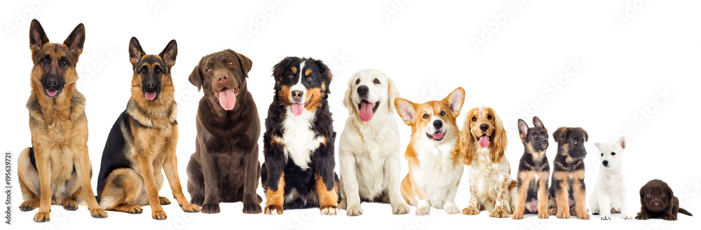 Set of dogs