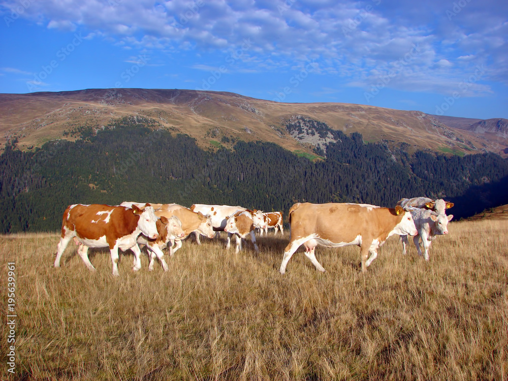 Herd of cows climbs a slope of the hill