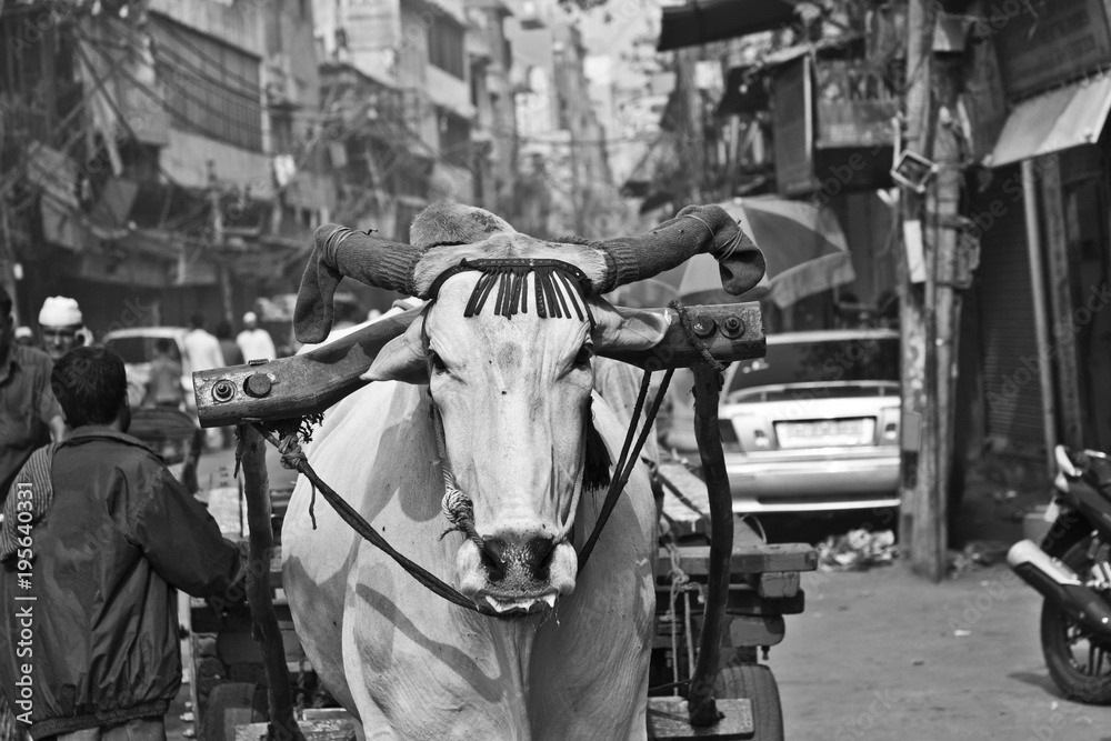 Obraz premium Ox cart transportation on early morning in Delhi, India