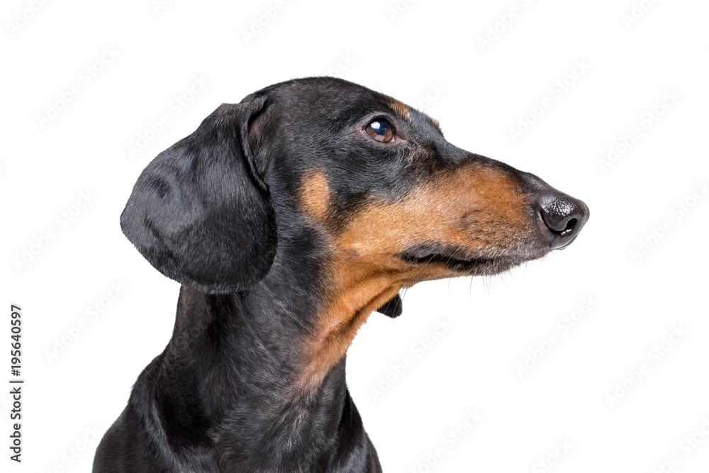 Portrait profile of an adorable dog (puppy) of the dachshund  breed, black and tan, on isolated on white  background
