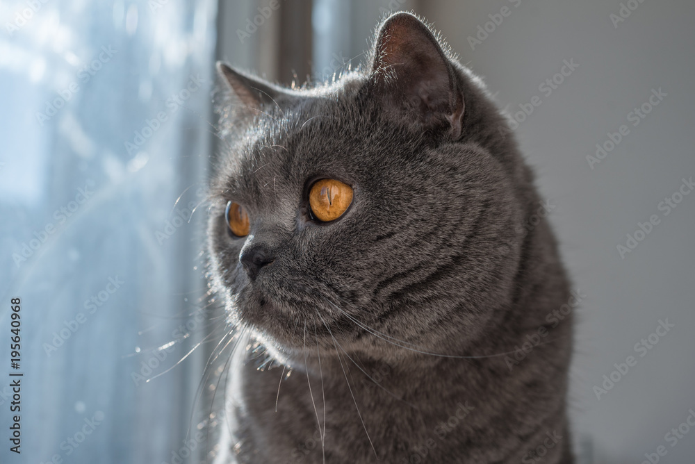 Gray British Shorthair looking out the window on a bright sunny day