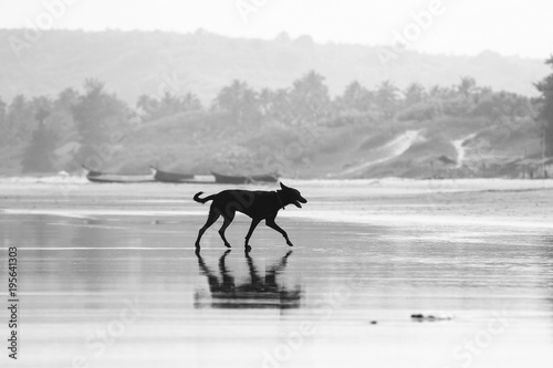 Dogs playing on the seashore