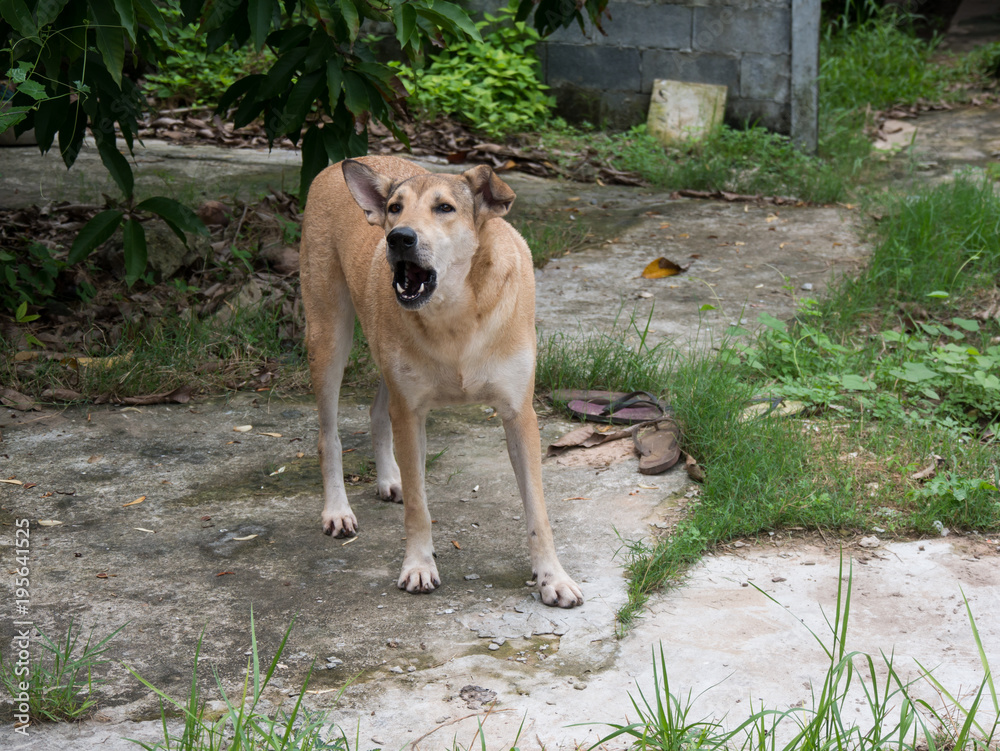 asian dog bark and standing on cement ground asian dog bark and standing on cement ground