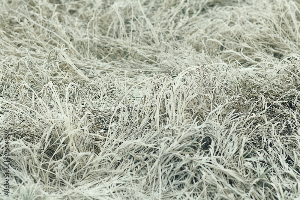 frozen grass and ground frost in winter frozen grass and ground frost in winter