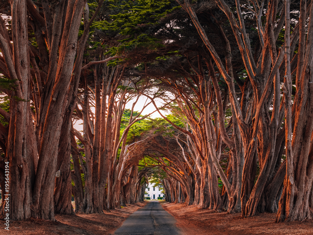 Fototapeta premium Oszałamiający tunel z drzewa cyprysowego w Point Reyes National Seashore, Kalifornia, Stany Zjednoczone. Drzewa zabarwione na czerwono światłem zachodzącego słońca.