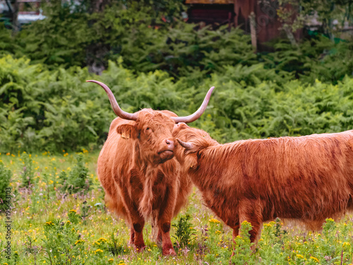 Two highland cows 
gently nuzzling and scratching each other. Grazing cattle on the green meadow in Aberdeenshire, Scotland.