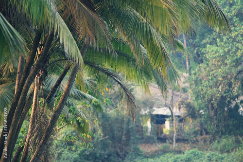 autumn yellow palm jungle