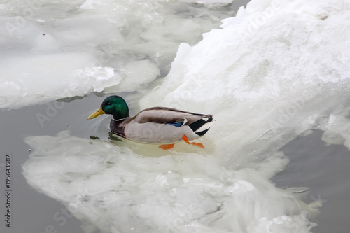 Male mallard in the middle of the young floating ice on the water surface in winter