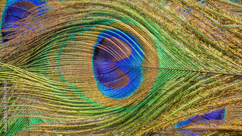 Obraz premium Peacock Feather Background