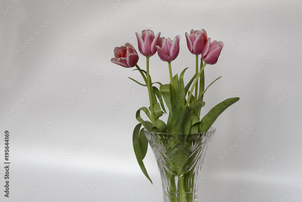Closeup of Pink Tulips on White Background.