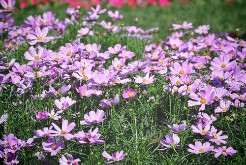 Full Frame Background of Purple Flowers Field