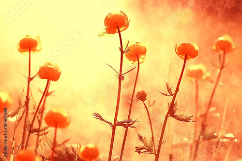 background nature yellow flowers spring / beautiful blurred background spring small flowers macro