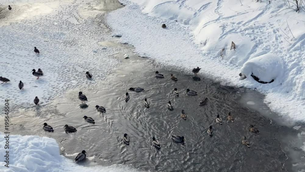 Wild ducks swim in the water in winter Wild ducks swim in the water in winter