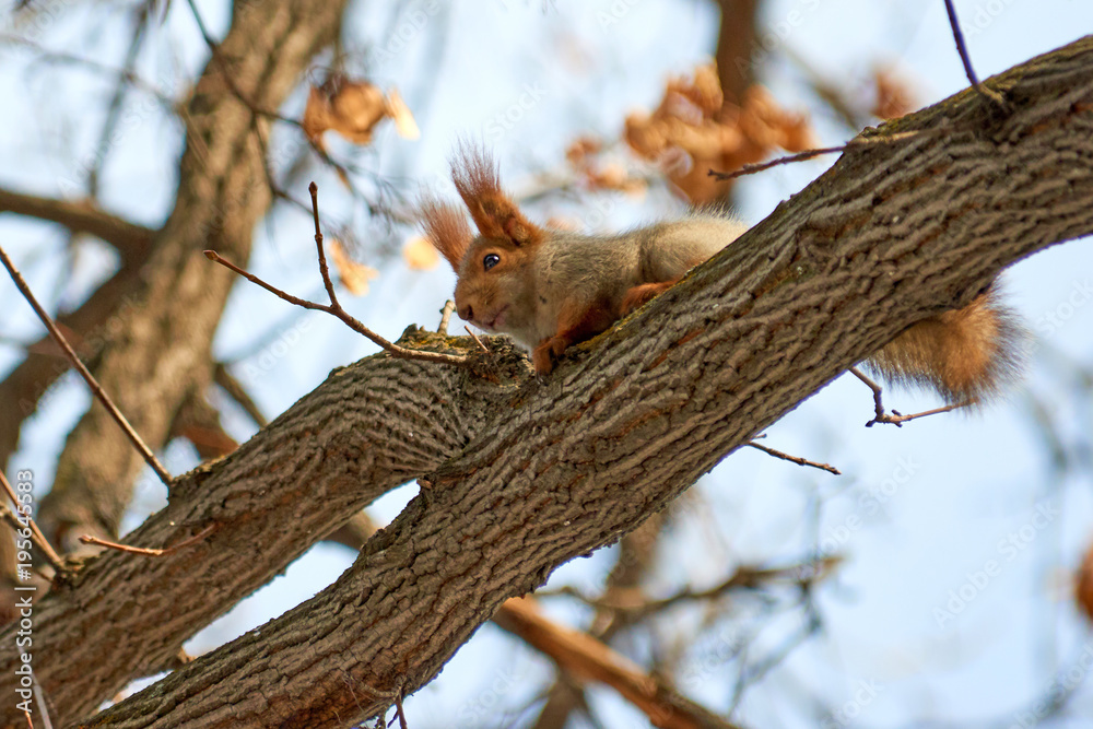 The squirrel.  Squirrels are members of the family Sciuridae, a family that includes small rodents.