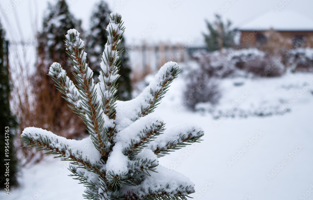 Top of coniferous tree covered by snow