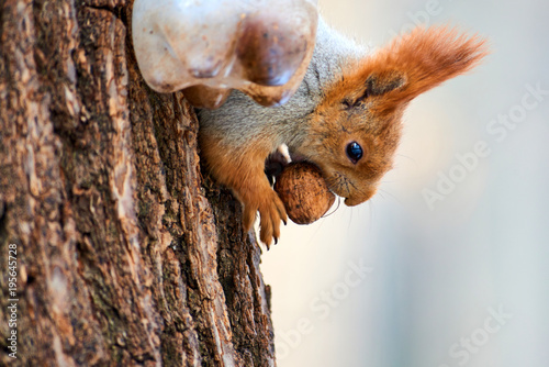 The squirrel.  Squirrels are members of the family Sciuridae, a family that includes small rodents. © Yerbolat