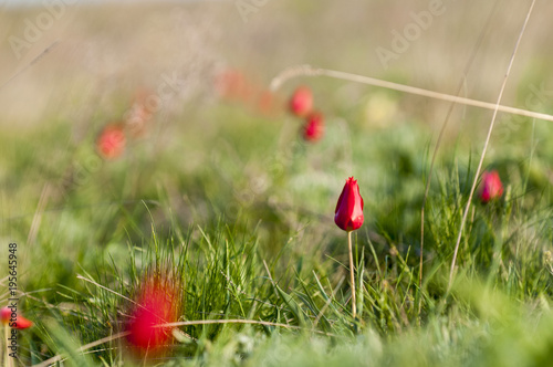 Schrenck's tulips, Tulipa, in the steppe, Rostov state atmospheric reserve, Russia photo