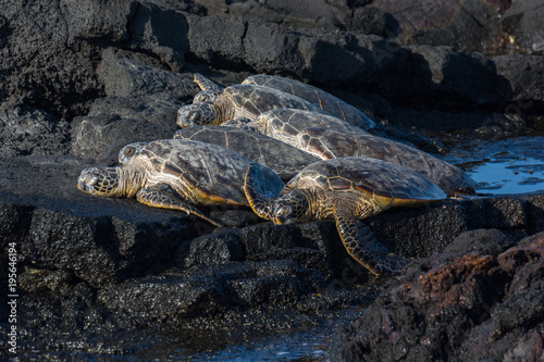 Green Sea Turtles sunbathing