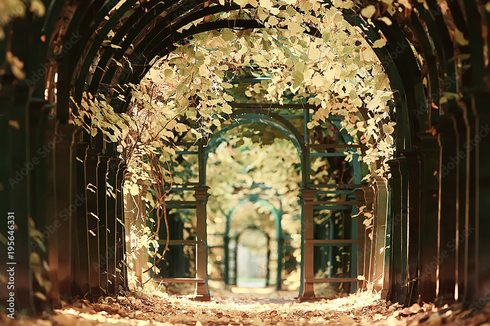 autumn alley in the park / autumn walk in the city park, weekends alone. The concept of calm and autumn freshness among trees and branches with yellow leaves autumn alley in the park / autumn walk in the city park, weekends alone. The concept of calm and autumn freshness among trees and branches with yellow leaves