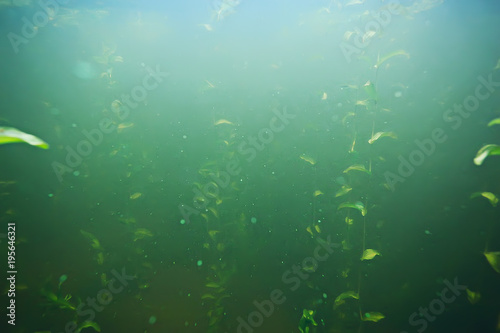 Photography green grass underwater